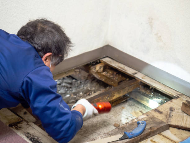 Best Same-Day Mold Removal  in Foxfire, NC