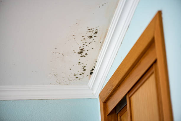 Best Mold Damage Repair  in Foxfire, NC