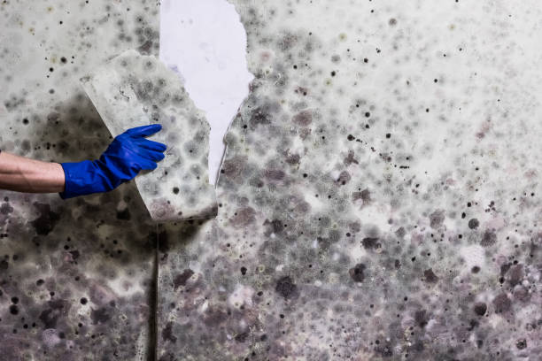 Best Commercial Mold Removal  in Foxfire, NC